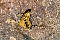 PAPILIONIDAE, Papilio paeon thrason